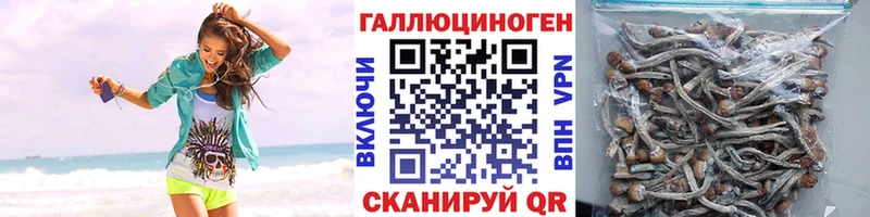 Купить где  Костомукша  Псилоцибиновые грибы Psilocybine cubensis 
